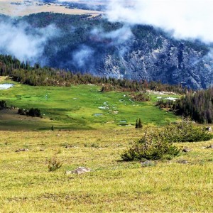 A Nice Meadow